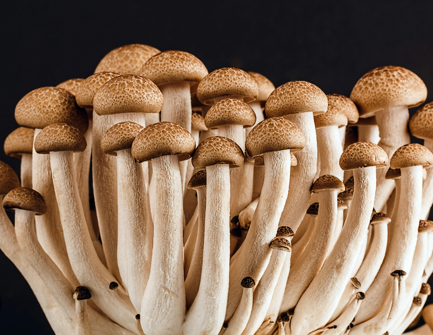 mushrooms